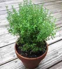 We did not find results for: Thyme Indoor Herb Garden Medicinal Herb Plant