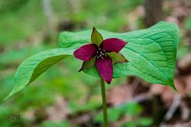 Image result for Ornithogalum flexuosum