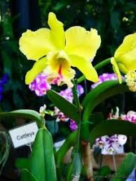Colombie Medellin Fete Des Fleurs 2017 Fiesta De Los Flores Festival Of Flowers Orchidees Orquideas Orquideas