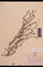 Image result for Brachystephanus