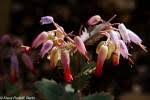 Image result for Kalanchoe hametiorum