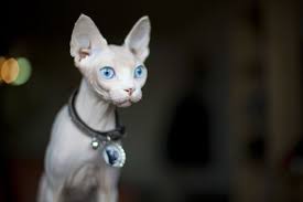 How To Take Care Of Your Sphynx Cat Baby Hairless Cat Sphynx Cat Hairless Cat
