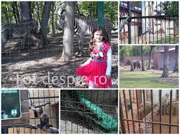 Grădini zoologice care trebuiesc vizitate dacă ajungeţi în zona târgu mureş românia. Gradina Zoologica Ce PoÈi Face O Zi In Targu MureÈ Tot Despre