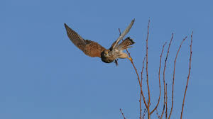 Последние твиты от sturzflug }:{ (@sturzflug). Der Falke Auf Der Jagt Youtube