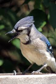 Blue Identification Birds Of Colorado Blue Jay Boulder Colorado C Steve Frye Photo Taken During Wild Bird Center Of Boulder Co Saturday Morning Bird Walk Blue Jay Backyard Animals Wild Birds