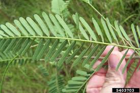 Image result for Sesbania pachycarpa