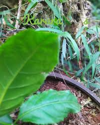 Image result for Casearia battiscombei