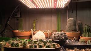 You can start seeds cactus under just about any fluorescent light. How To Maximize Your Led Grow Light For Succulents Youtube