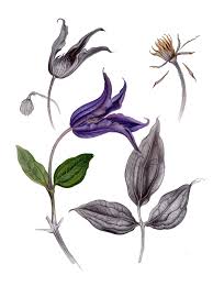 We did not find results for: Botanical Watercolor Clematis On Behance