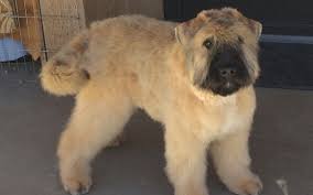 Slr Kennels Breeder Of Bouvier Des Flandres By Sand Lake Ranch Kennels In Louisville Ky Alignable
