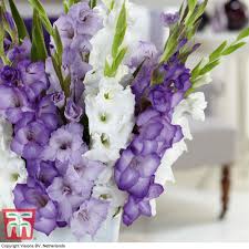 Image result for Gladiolus magnificus