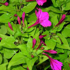 Maybe you would like to learn more about one of these? 9 Cara Mengobati Amandel Dengan Obat Alami Herbal Tradisional