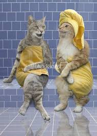 Sauna Cats By John Lund Funny Cat Photo Of Two Cats Relaxing And Gossiping In A Sauna Or Spa Buy Prints Posters Canva Funny Cat Photos Cats Funny Cats