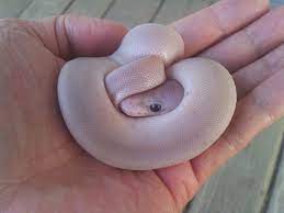 The cinnamon is the second signature mutation produced at graziani reptiles. Super Cinnamon Pastel Banana Silver Bullet Banana