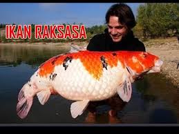 Peluang usaha budidaya ikan koi dapat dikatakan sangat menguntungkan. Tips Sukses Budidaya Ikan Koi Di Blitar Youtube