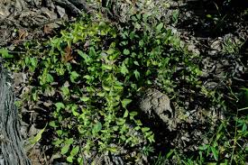 Image result for Seddera suffruticosa