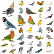 Top 100 Popular Bird Names Male Female Birds Male Bird Birds Name List Names Of Birds