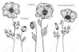 At artranked.com find thousands of paintings categorized into thousands of categories. Cosmos Poppy And California Poppy Flower Drawing And Sketch Royalty Free Cliparts Vectors And Stock Illustration Image 89404935
