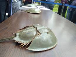 Demikianlah artikel tentang masalah hukum makan kepiting dalam agama islam. Ditemukan 416 Belangkas Tak Bertuan Di Deli Serdang