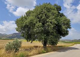 Image result for Quercus sp.