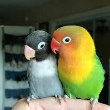 Black Birds You Can Have As Pets I Got Kiwi A Lil Goth Gf She S A Black Masked Fischer S Lovebird She S Around 3 1 2 Months Old They Re Already In Love I Love Birds Parrot Pet Pet Birds