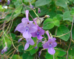 Image result for Streptocarpus umtaliensis