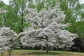 The Killer Disease Stalking Our Dogwoods The Tree Center