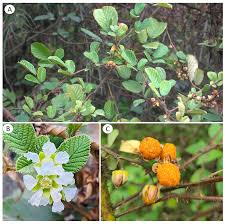 Image result for Rubus ellipticus