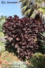 Image result for Acalypha nyasica