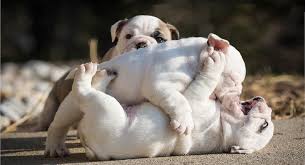 Caring of the english bulldog is simple as he only requires regular brushing by using a rough cloth and minimal exercise. English Bulldog Puppies For Sale Near You