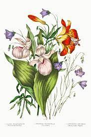 Canadian Wild Flowers 1869 Plate V 1 Lilium Philadelphicum Wild Orange Red Lily 2 Campanula Rotundifolia Hare Red Lily Orchid Illustration Illustration