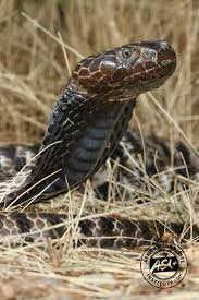 The zebra cobra occurs from central namibia northwards into angola and is one of three spitting snakes the nominate subspecies n. Zebra Cobra African Snakebite Institute