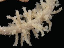 Image result for Equilabium candelabriforme