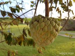 Quels Sont Les Legumes Et Les Fruits Exotiques De Guadeloupe