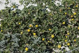 Image result for Nyctaginaceae