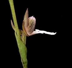 Image result for Neobolusia