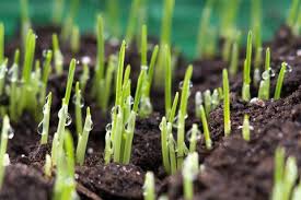 Wann muss ich bei meinem rasen nach säen? Rasen Saen So Klappt S Mit Einem Dichten Rasen Schoner Wohnen