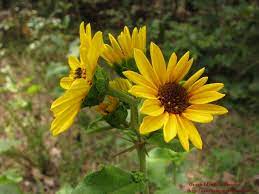 This page is about missouri native plants,contains nebraska native plants,missouri prairie foundation native plant sale,may apple missouri nebraska native plants. Yellow Ozarkedgewildflowers Com