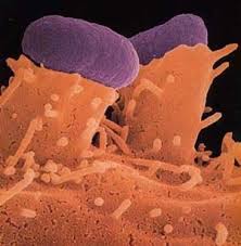 Coli — модельный организм без недостатков. Pin On The Art Of Science