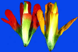 Image result for Micrargeriella