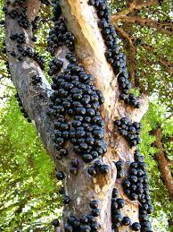 Animate a poem selected by an auburn creative writing student. Jabuticaba The Unique Tree With Fruit On Its Trunk