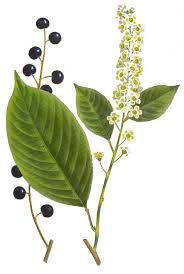 Image result for Prunus serotina