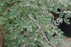 Image result for Acacia welwitschii