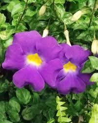 Image result for Thunbergia erecta