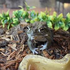 May 10, 2021 · all around austin (aaa) exotic pets, formerly herpeton exotic pets, is the same exotic pet store, but with a new name and new standerds. Zookeeper 87 Photos 150 Reviews Pet Stores 9012 Research Blvd Austin Tx Phone Number
