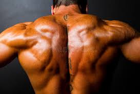 Jan 01, 2020 · the erector spinae is a group of muscles and tendons that connect your entire back from your hips and sacrum (lower back/lumbar) to the base of your skull (cervical region). 255 Bodybuilders Back Photos Free Royalty Free Stock Photos From Dreamstime