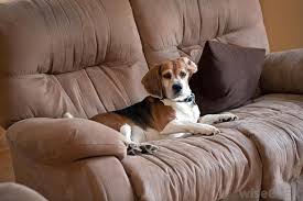Fold some paper towels to create absorbent pads. What Are The Pros And Cons Of Microfiber Upholstery Fabric