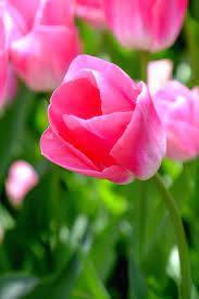 Pink Tulip By Nancimanci Tulips Flower Photos Flowers