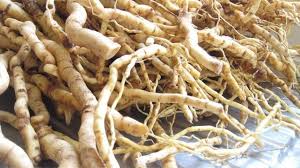 Image result for Mondia ecornuta