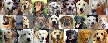 Maybe you would like to learn more about one of these? Irish Retriever Rescue The History Of Irr Since 2005